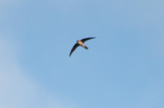 Aerodramus brevirostris