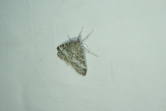 Scoparia pyralella