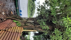 Pterocarpus officinalis