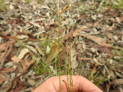Fimbristylis dichotoma dichotoma