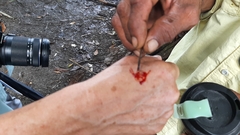 Pterocarpus officinalis