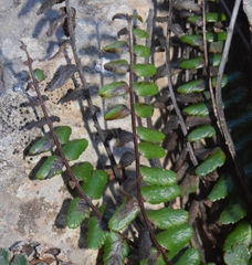 Asplenium azomanes