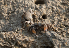 Ilyoplax formosensis