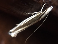 Erechthias stilbella