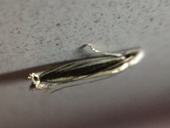 Erechthias stilbella