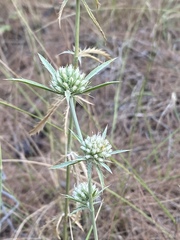 Eryngium falcatum