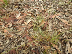 Fimbristylis dichotoma dichotoma