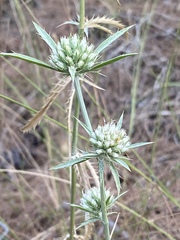 Eryngium falcatum