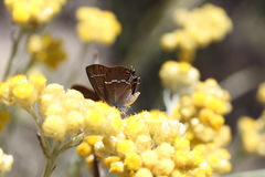 Satyrium spini