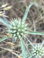 Eryngium falcatum