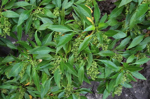 Phyllis viscosa
