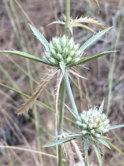 Eryngium falcatum