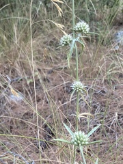 Eryngium falcatum