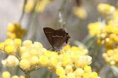 Satyrium spini