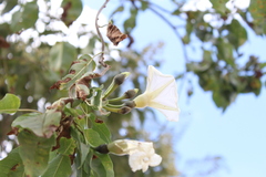 Ipomoea pauciflora