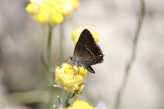Satyrium spini