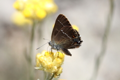 Satyrium spini