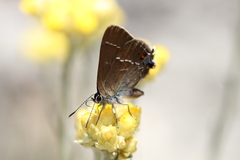 Satyrium spini