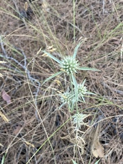 Eryngium falcatum