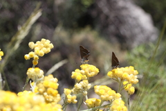 Satyrium spini