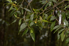 Persoonia conjuncta