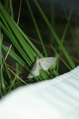 Gnophini