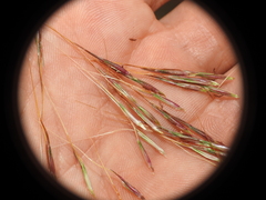 Chrysopogon sylvaticus