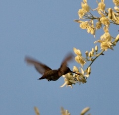 Phaeoptila sordida