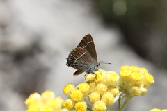 Satyrium spini