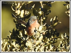 Curruca deserticola
