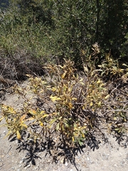 Eriodictyon trichocalyx