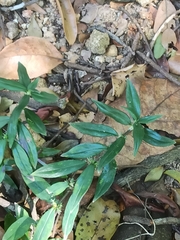 Hedyotis