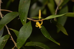 Persoonia conjuncta