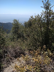 Eriodictyon trichocalyx