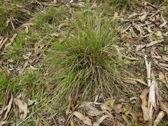 Chrysopogon sylvaticus