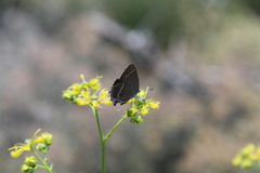 Satyrium spini
