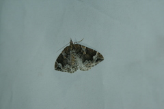 Eulithis prunata