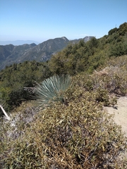 Eriodictyon trichocalyx