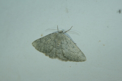 Gnophos obfuscata