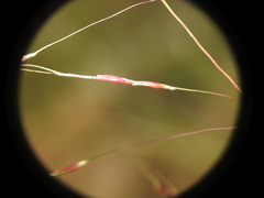 Chrysopogon sylvaticus