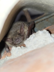 Pipistrellus abramus