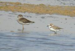 Charadrius alexandrinus
