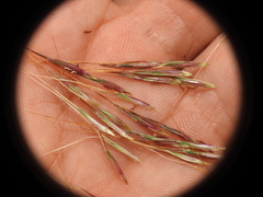 Chrysopogon sylvaticus