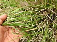 Chrysopogon sylvaticus