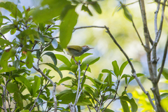 Orthotomus atrogularis