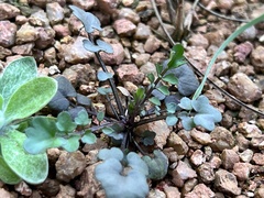 Cardamine flexuosa