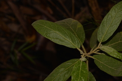 Solanum hapalum