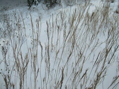 Erysimum hieraciifolium