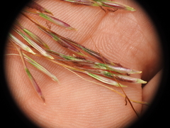 Chrysopogon sylvaticus