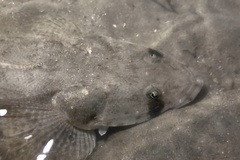 Platycephalus fuscus